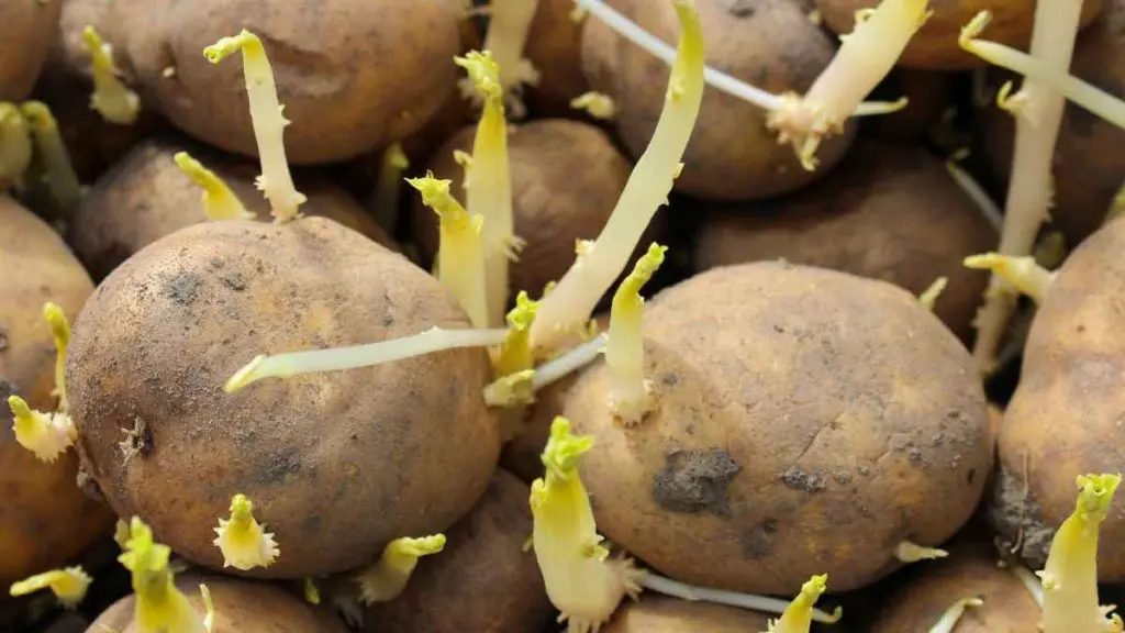 Sprouting Potatoes