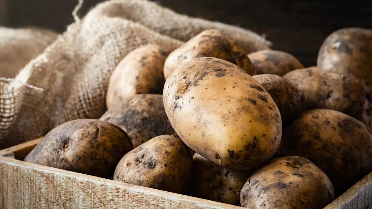 Storing Potatoes
