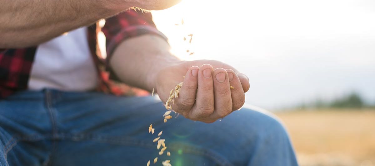 oats-ingredient-spotlight