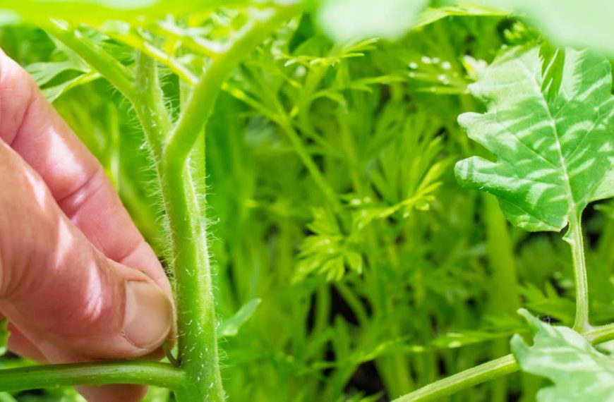 How to grow your own tomatoes