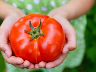 Plump ripe tomato