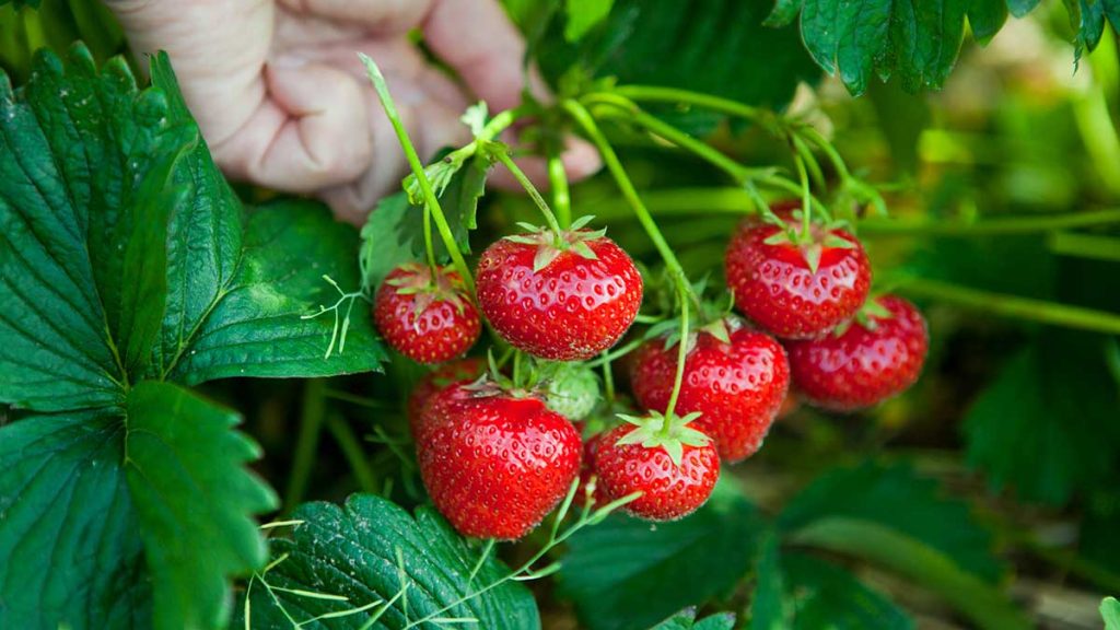 how do strawberries grow