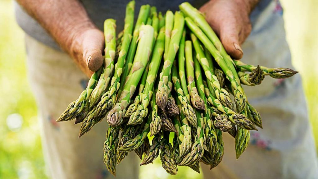 holding asparagus