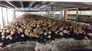 how mushrooms are grown