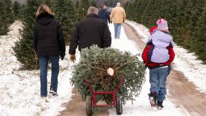 christmas-tree-farming