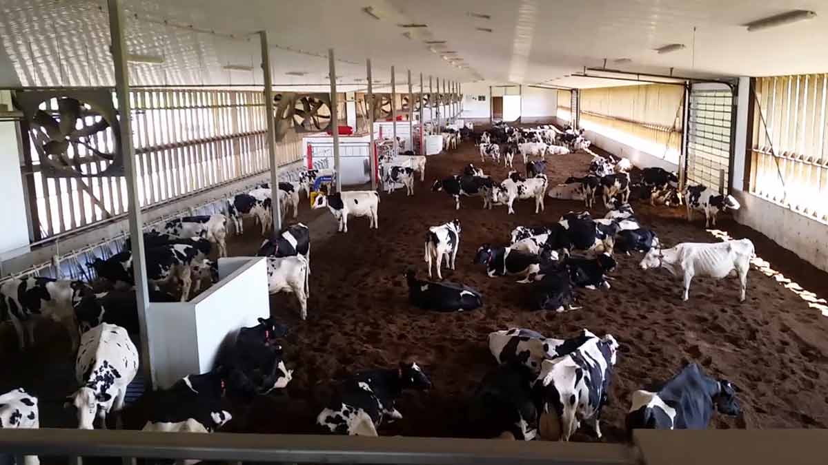 main-barn-dairy-farm