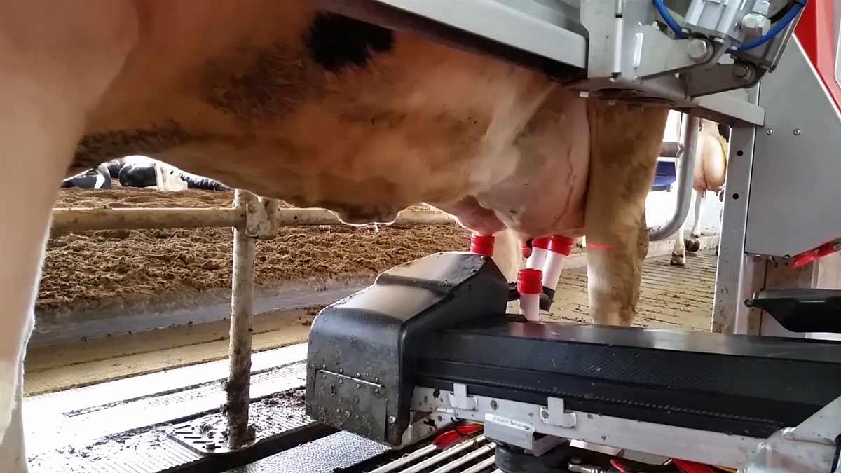 robotic-dairy-milker