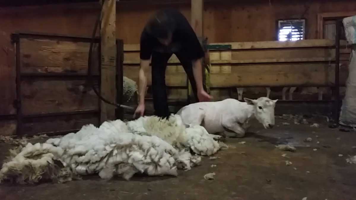 shearing-a-sheep