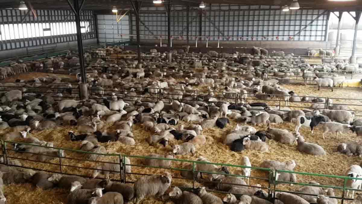 lambs-in-a-barn