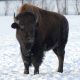 how-are-bison-raised