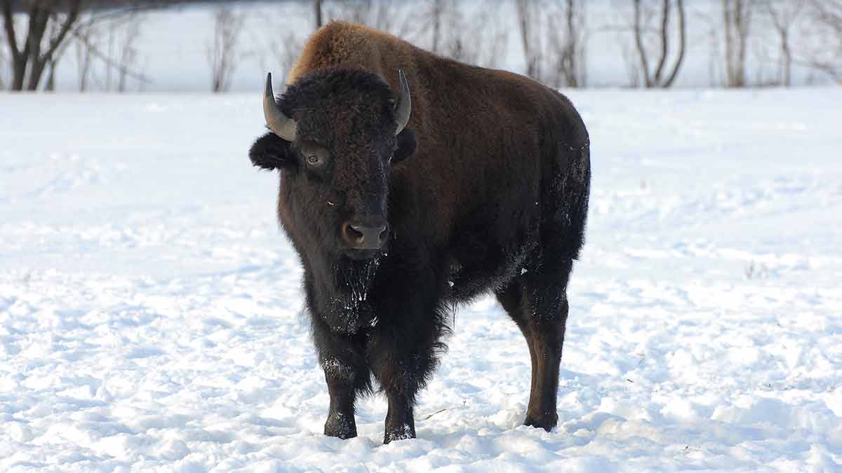 how-are-bison-raised