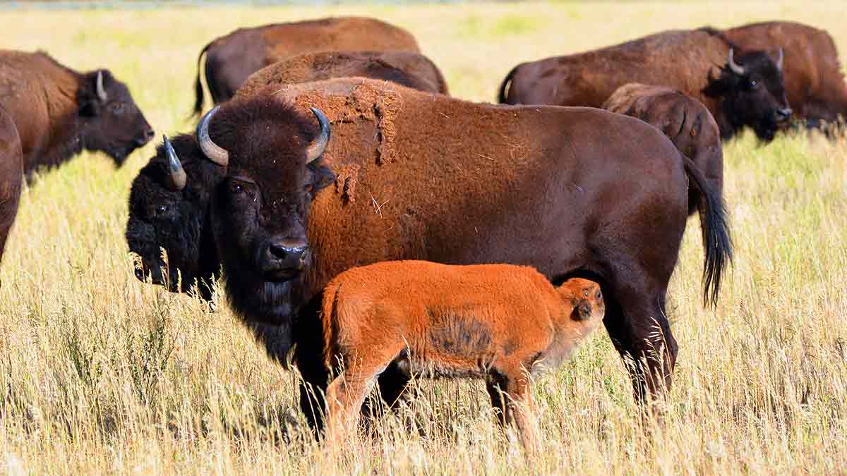 bison-cow-calf-pair