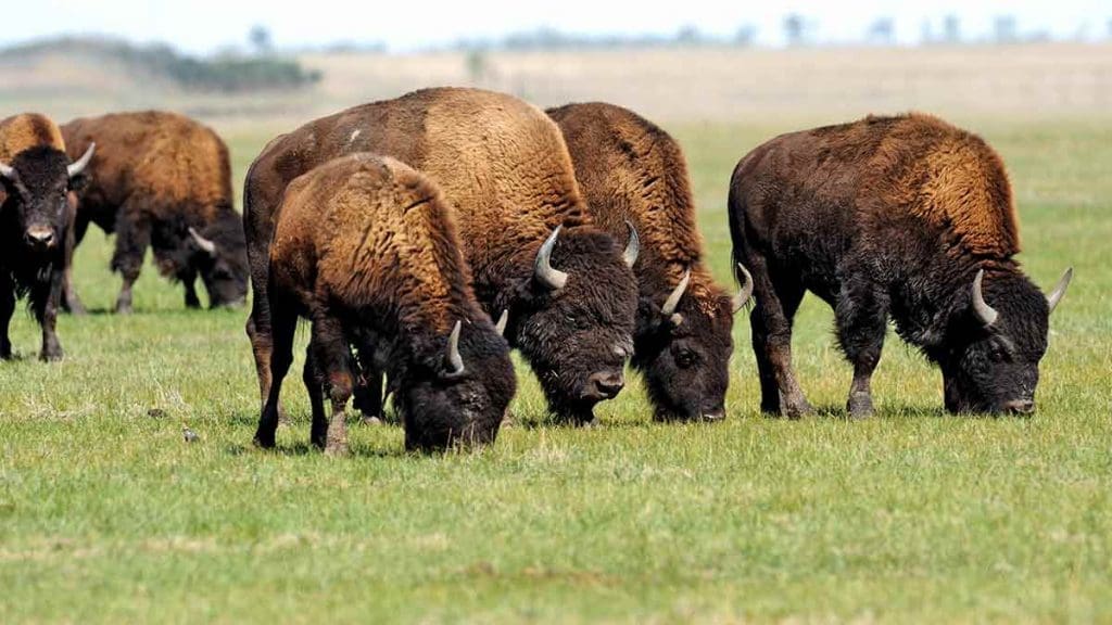 How are Bison Raised? - Canadian Food Focus