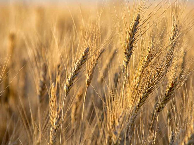 barley-field