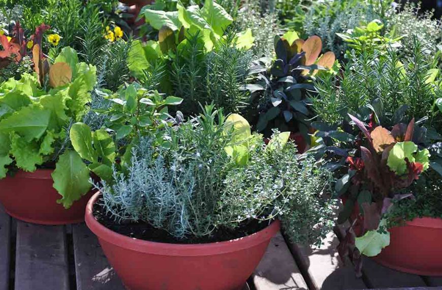 container-gardening