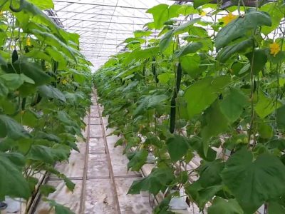 greenhouse grown cucumbers