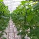 greenhouse grown cucumbers