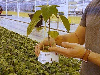 greenhouse-pepper-plant