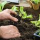 planting-vegetables-in-garden