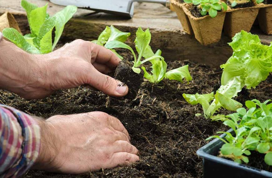 planting-vegetables-in-garden