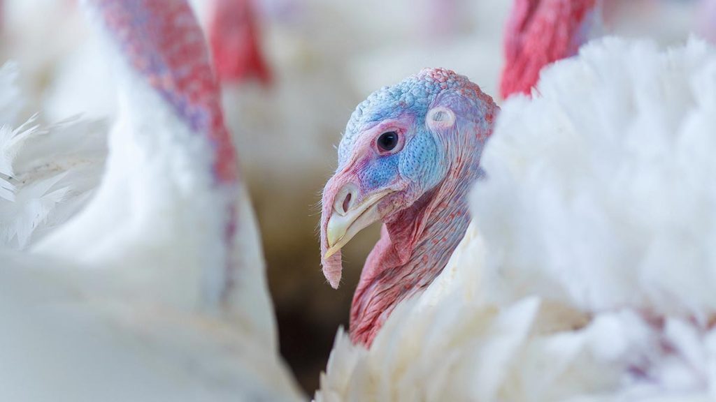 how are turkeys cared for