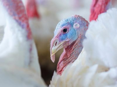 how are turkeys cared for