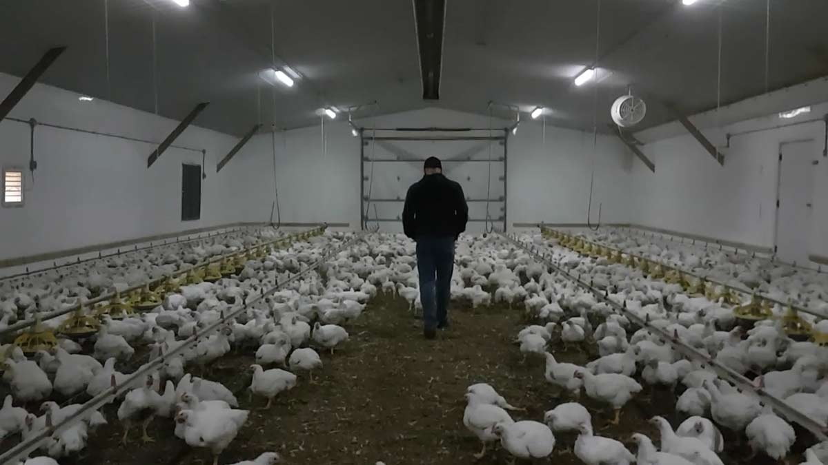 walking-through-chicken-barn