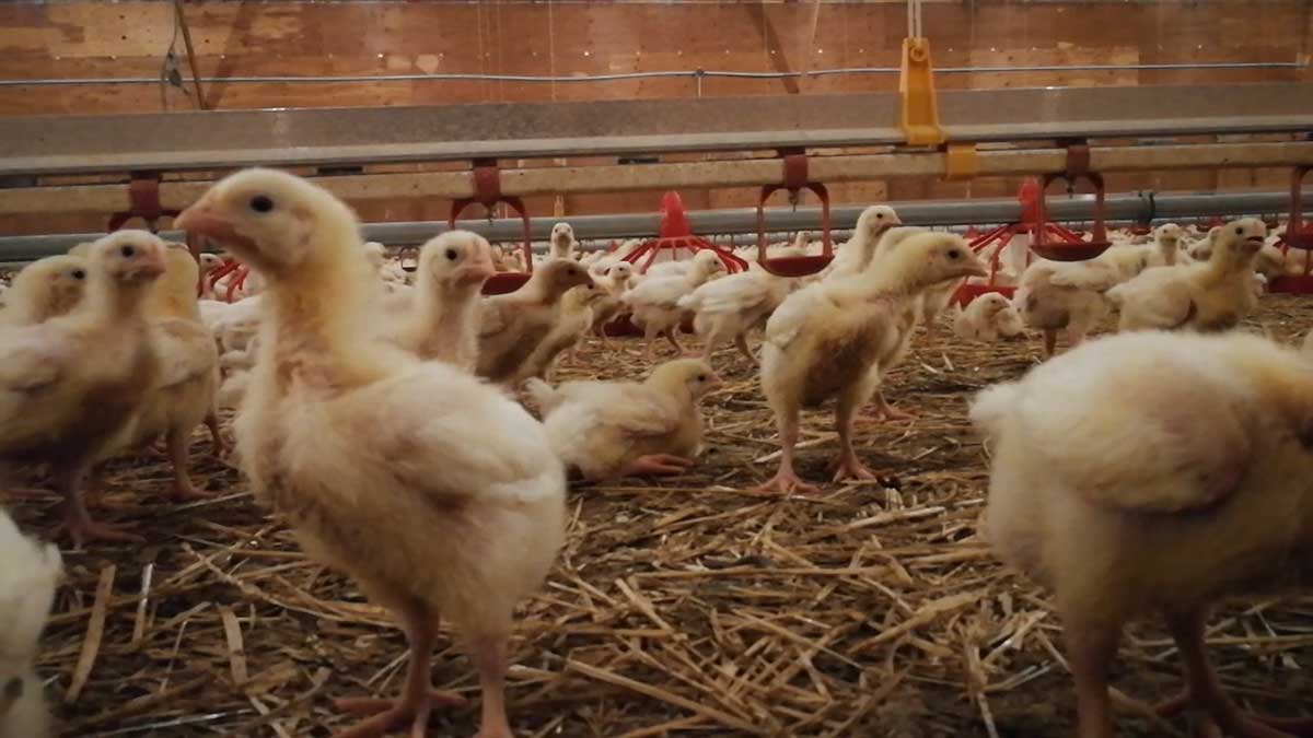 chicken-in-barn