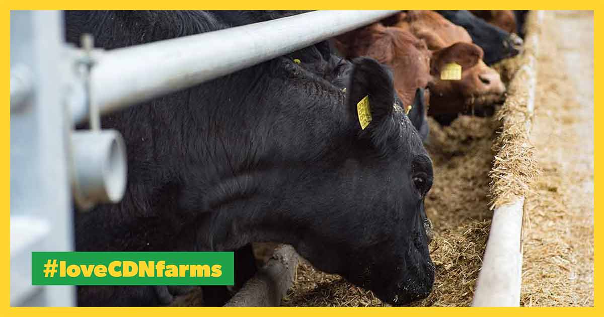 How are Cattle Cared for at a Feedlot? Canadian Food Focus