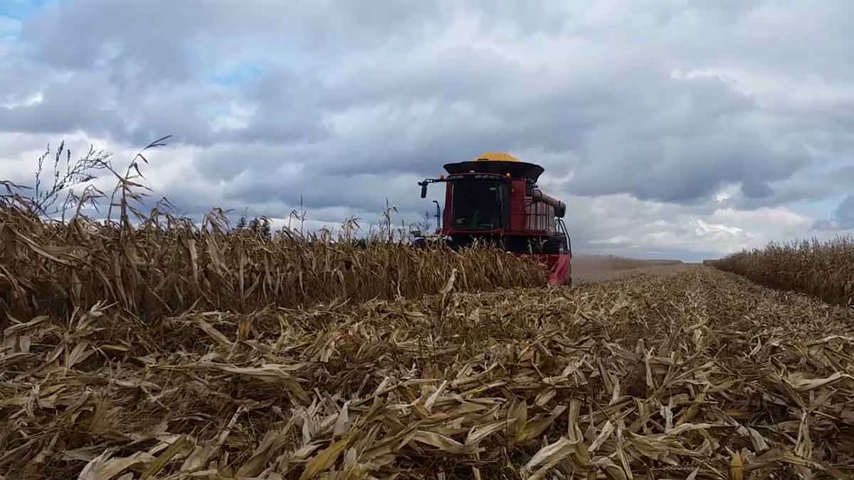 combine-in-corn-field