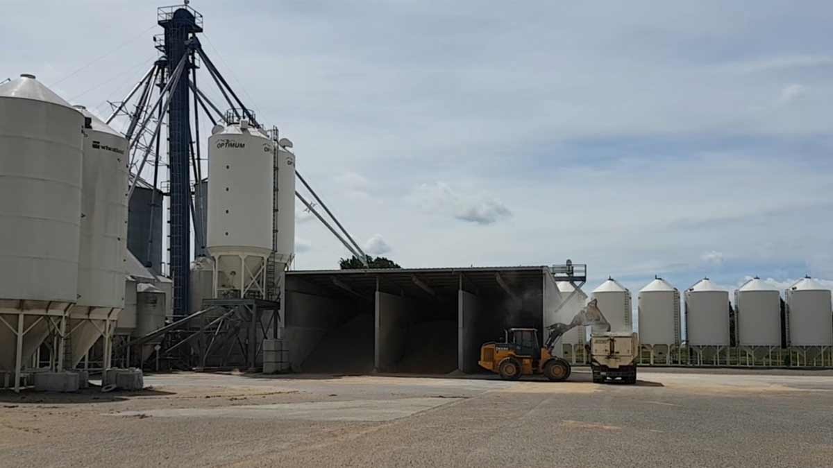 How are Cattle Cared for at a Feedlot? Canadian Food Focus