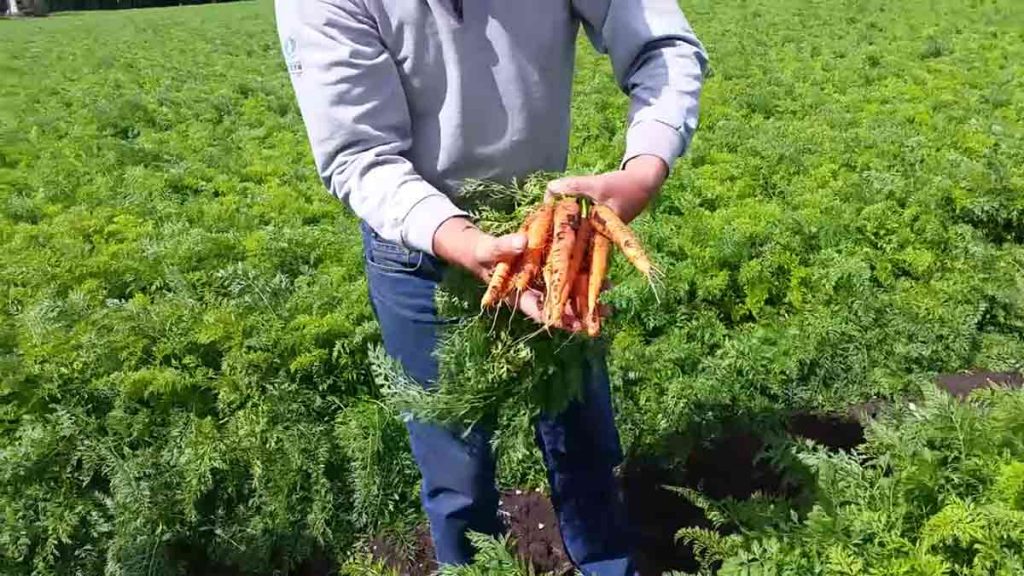 carrots in hand