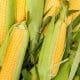 corn on the cob