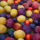 plum varieties