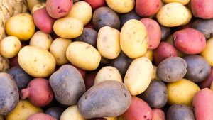 potatoes multicolored