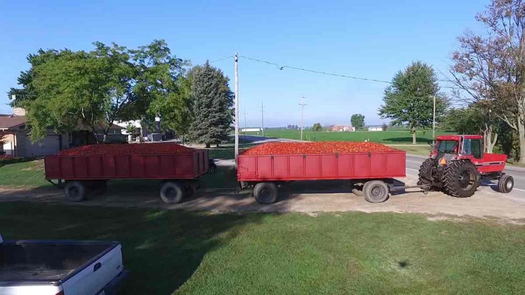 tomato transport trucks