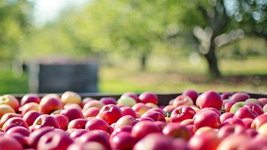 Apple-Orchard