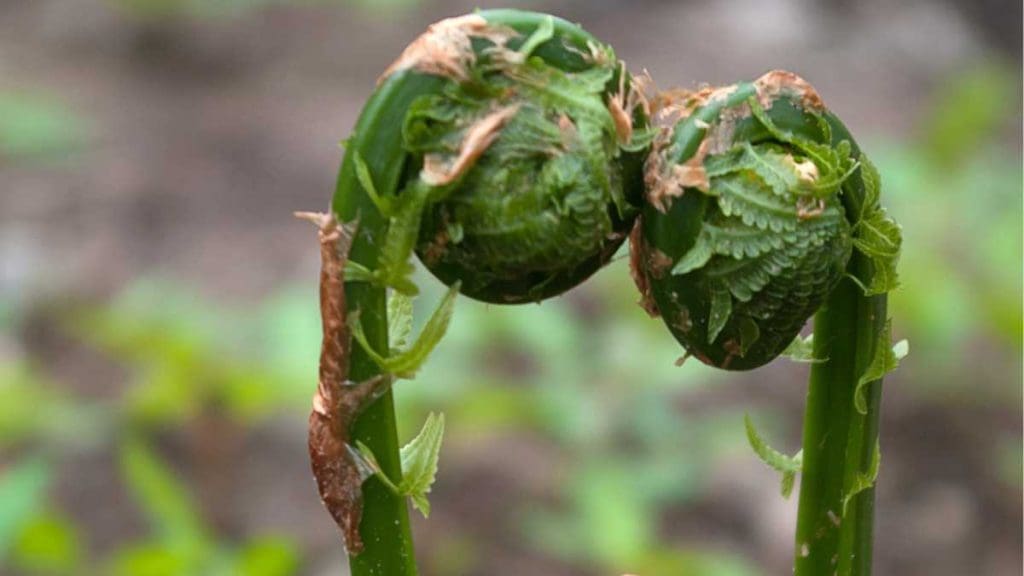 Fiddleheads-in-season