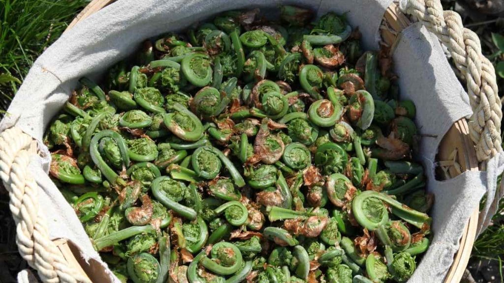 Harvesting-fiddleheads 
