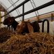 boer goats eating hay