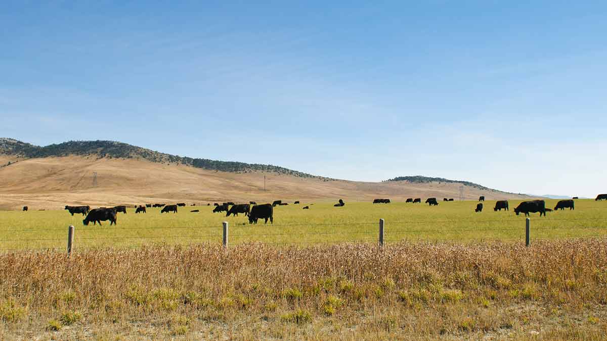 cows in a field
