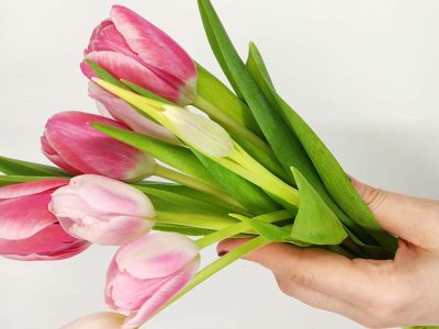tulips in hands