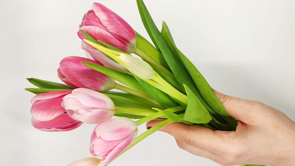 tulips in hands