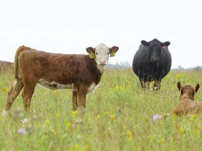 cattle gazing forage