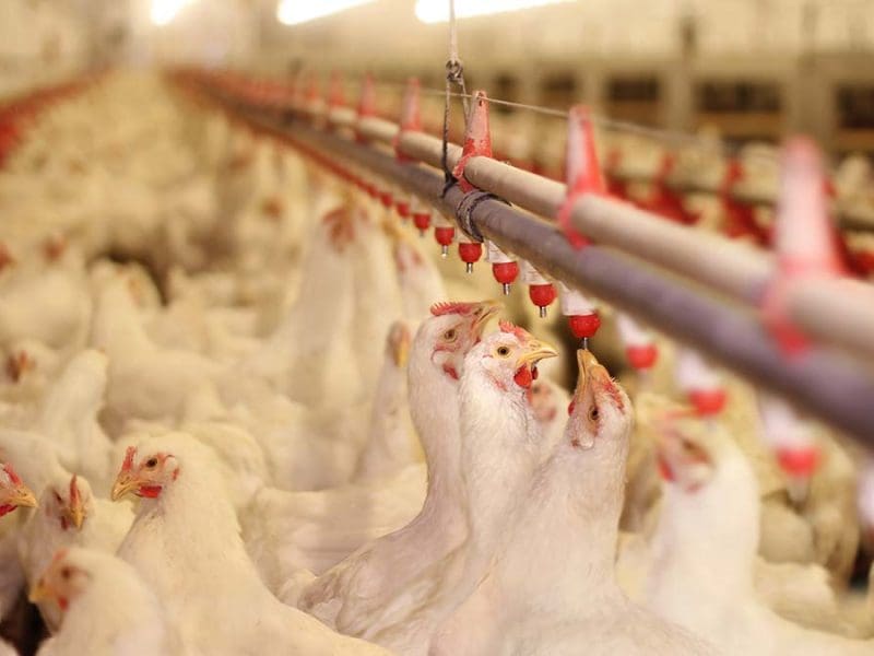 chickens drinking water