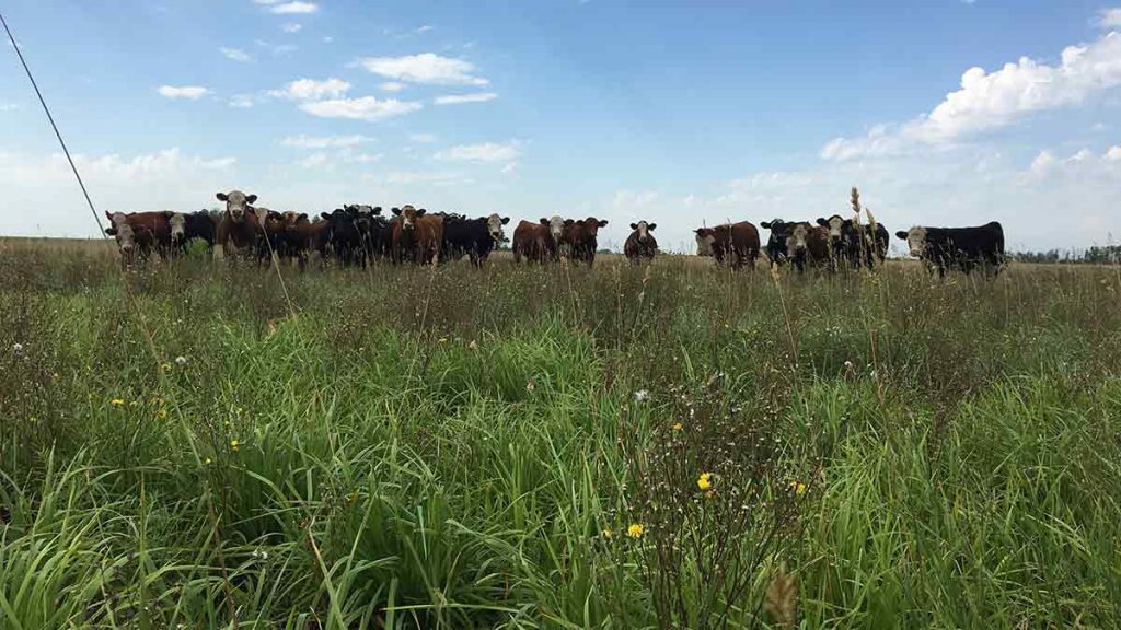 cattle herd