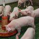nursery piglets eating