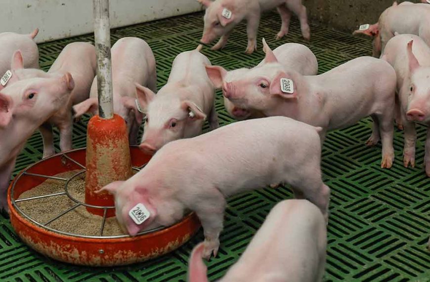 Ask an Expert: What do pigs eat?