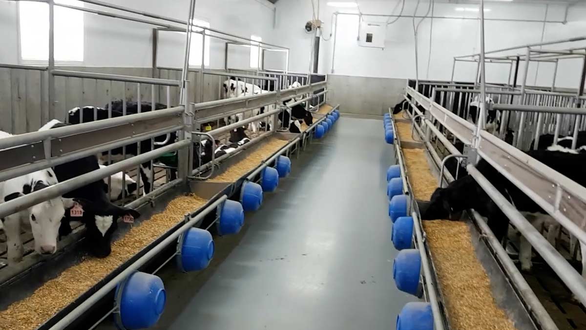 Learn more about Raising Veal Cattle Canadian Food Focus