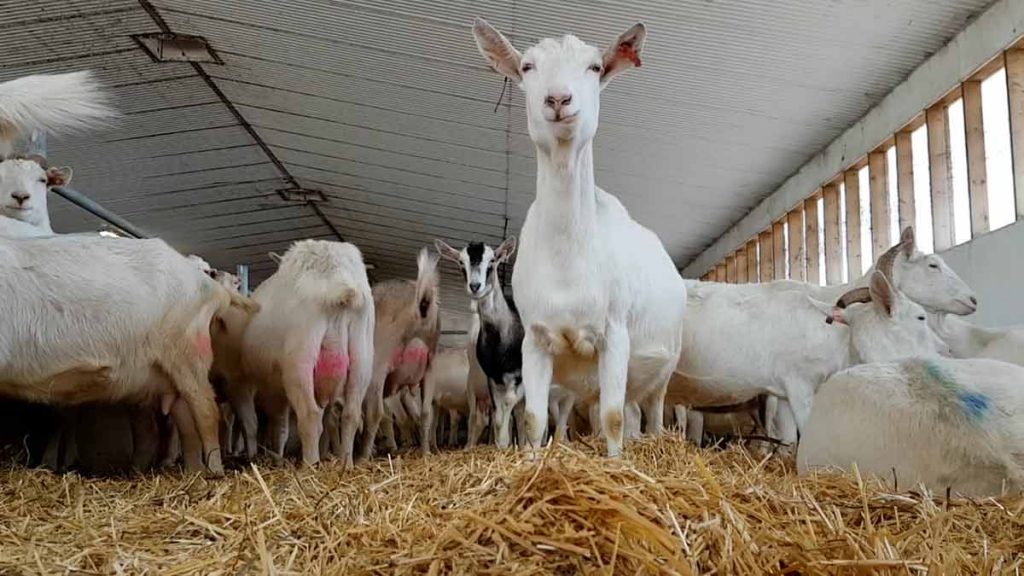 dairy-goat-farm